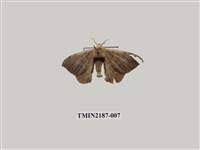 藏品(綠茶蠶蛾)的圖片